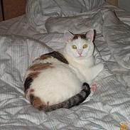 Blanding af racer Pippi