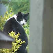 Blanding af racer Nikki.