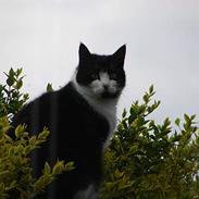 Blanding af racer Nikki.