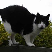 Blanding af racer Nikki.