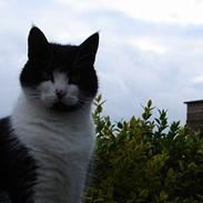 Blanding af racer Nikki.