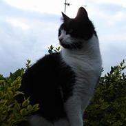 Blanding af racer Nikki.