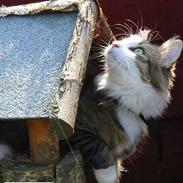 Norsk Skovkat kitara's Bragina