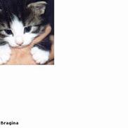 Norsk Skovkat kitara's Bragina