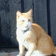 Huskat Bølle