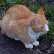 Huskat Bølle