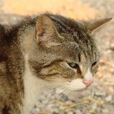 Huskat Sønderstrands Babe