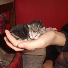 Huskat Sønderstrands Babe