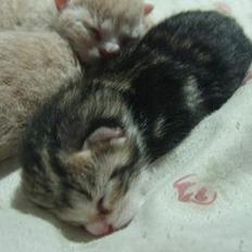 Huskat Sønderstrands Babe