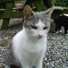 Blanding af racer Beauty†DØD†