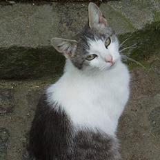 Blanding af racer Beauty†DØD†