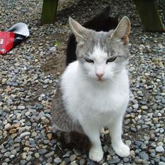 Blanding af racer Beauty†DØD†