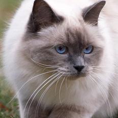 Hellig Birma Dumle von Tasi´s