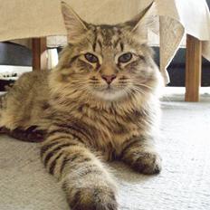 Blanding af racer Kiwi