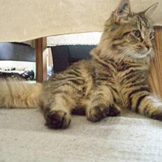 Blanding af racer Kiwi