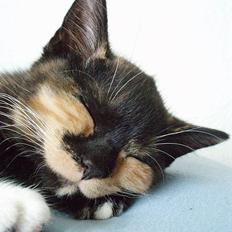 Blanding af racer Mango