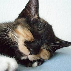 Blanding af racer Mango