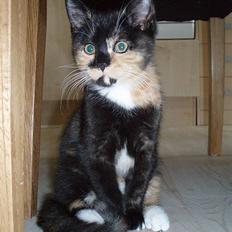 Blanding af racer Mango