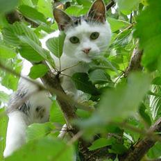 Huskat Nicoline (Myre)