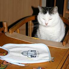 Huskat Nicoline (Myre)