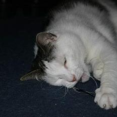 Huskat Nicoline (Myre)