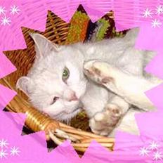 Blanding af racer Muggi(R.I.P)