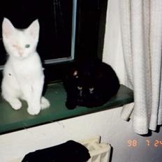 Blanding af racer Muggi(R.I.P)