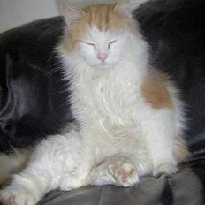 Blanding af racer Gizmo<33 HAR KILLINGER!