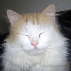 Blanding af racer Gizmo<33 HAR KILLINGER!