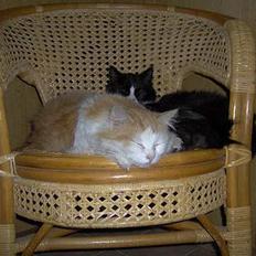 Blanding af racer Gizmo<33 HAR KILLINGER!