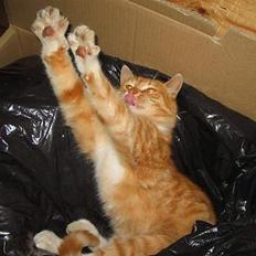 Blanding af racer Oskar<33Død