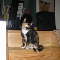 Huskat Possum ( Løbet Væk )