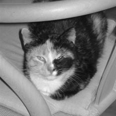 Huskat Possum ( Løbet Væk )