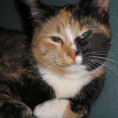 Huskat Possum ( Løbet Væk )