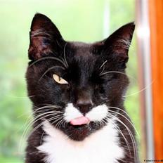 Blanding af racer Sylle *RIP*