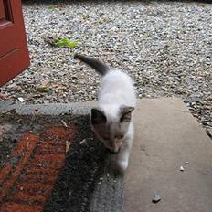 Blanding af racer Sille