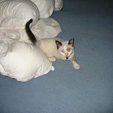 Blanding af racer Sille