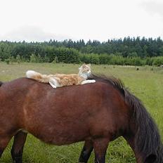 Norsk Skovkat / Huskat        Frede