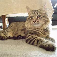 Blanding af racer Kiwi