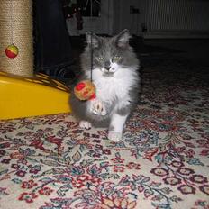 Norsk Skovkat Baloo R.I.P :'( †