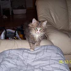 Norsk Skovkat Lillelunden's Paw *solgt*