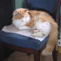 Norsk Skovkat / Huskat        Frede