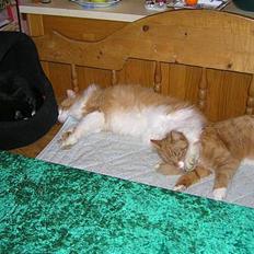 Norsk Skovkat / Huskat        Frede