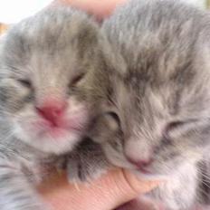 Huskat Bulder og Emil