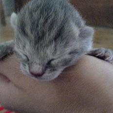 Huskat Bulder og Emil