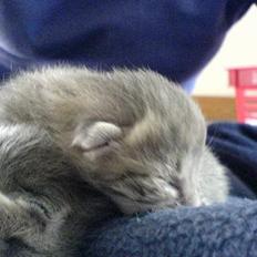 Huskat Bulder og Emil