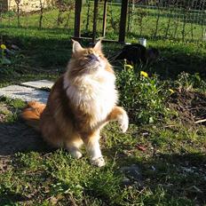 Maine Coon Type 0 negative 