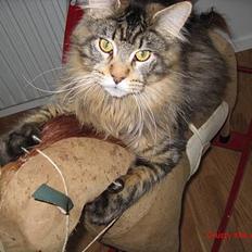 Maine Coon Crysty the clown