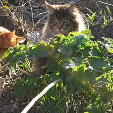 Maine Coon Crysty the clown