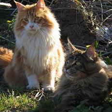 Maine Coon Crysty the clown